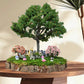 Indoor Bonsai Garden - Cat