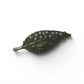 Pearl Leaf Brooch