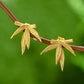 Leaf Earrings