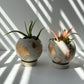 Mini-Moon 3” Pot | Sphere Planter | Ball Concrete Planter: Light Gray & Gold / Hole